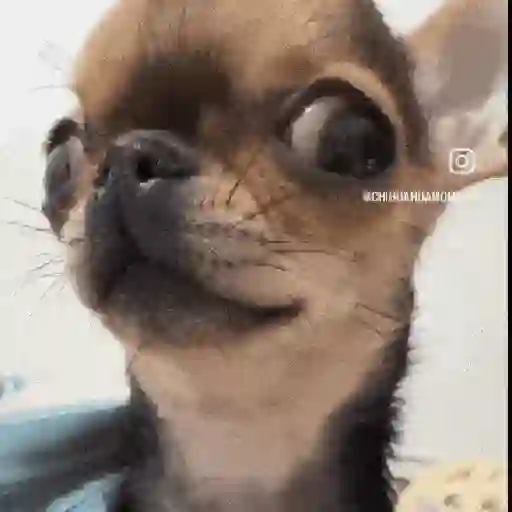 Perritos de Tiktok 🐶