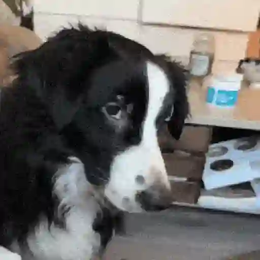 Perritos de Tiktok 🐶