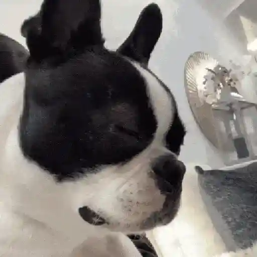 Perritos de Tiktok 🐶 preview