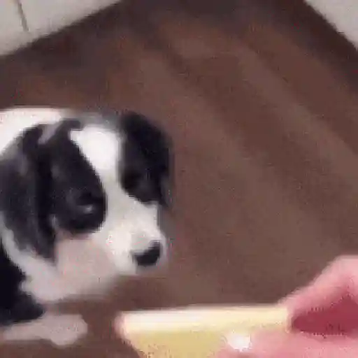 Perritos de Tiktok 🐶