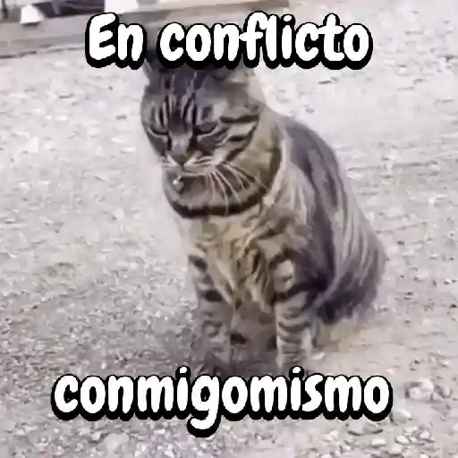 Perros y gatos divertidos🐾🐾🐾