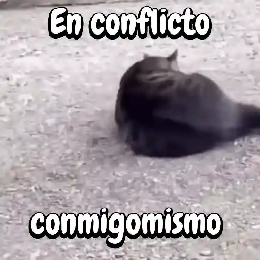 Perros y gatos divertidos🐾🐾🐾 preview