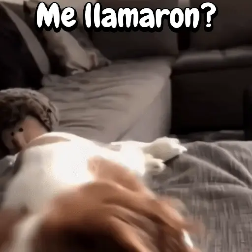 Perros y gatos divertidos🐾🐾🐾