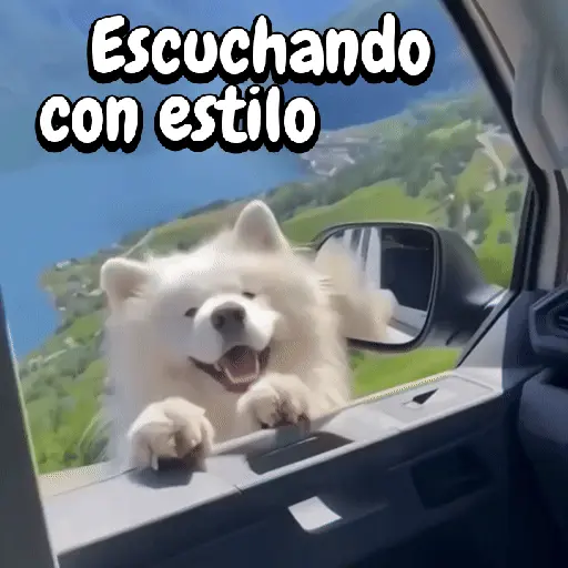Perros y gatos divertidos🐾🐾🐾