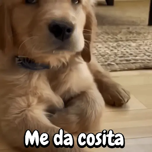 Perros y gatos divertidos🐾🐾🐾