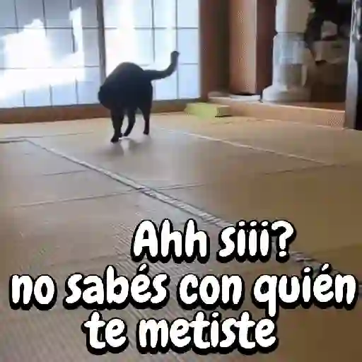 Perros y gatos divertidos🐾🐾🐾