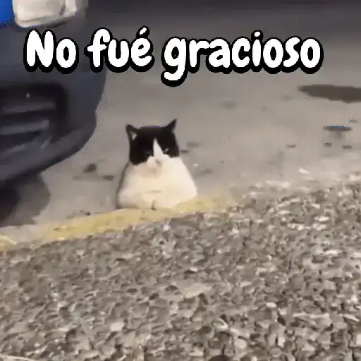 Perros y gatos divertidos🐾🐾🐾