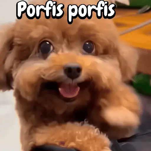 Perros y gatos divertidos🐾🐾🐾