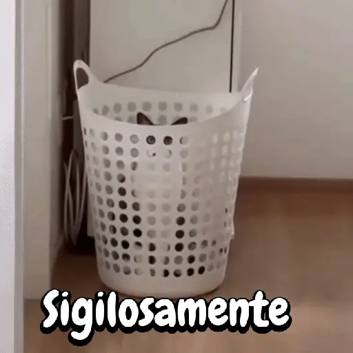 Perros y gatos divertidos🐾🐾🐾