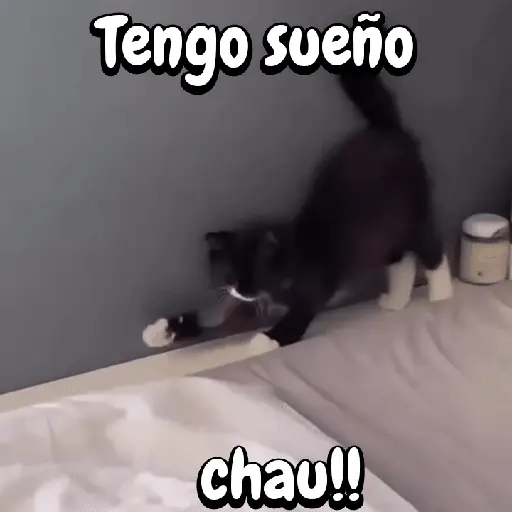 Perros y gatos divertidos🐾🐾🐾