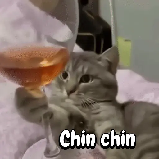Perros y gatos divertidos🐾🐾🐾