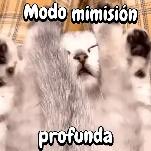 Perros y gatos divertidos🐾🐾🐾