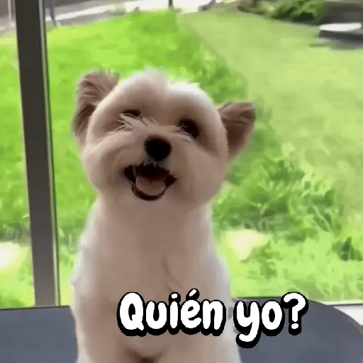 Perros y gatos divertidos🐾🐾🐾