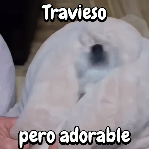 Perros y gatos divertidos🐾🐾🐾