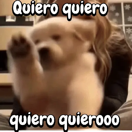 Perros y gatos divertidos🐾🐾🐾
