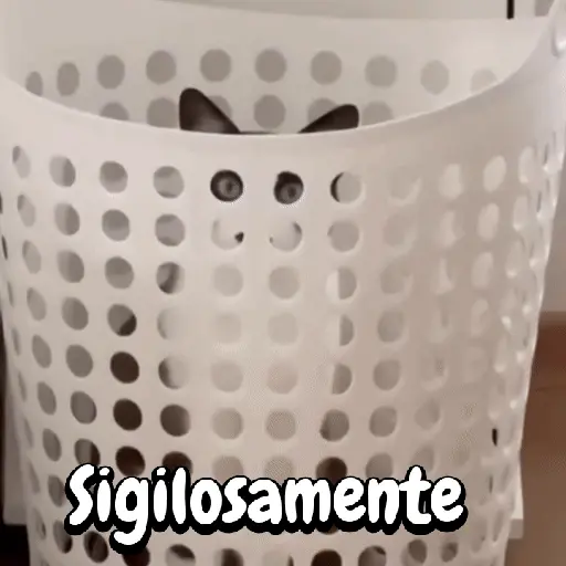 Perros y gatos divertidos🐾🐾🐾 preview