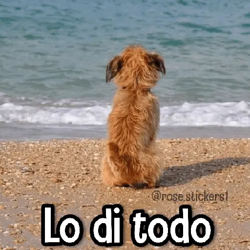 Memes Finos😎🪄