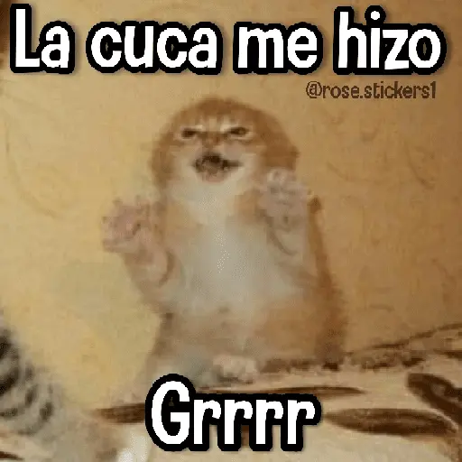 Memes Finos😎🪄