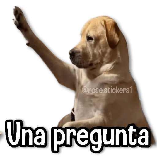 Memes Finos😎🪄