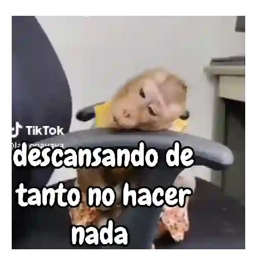 Monos traviesos 🙈💯
