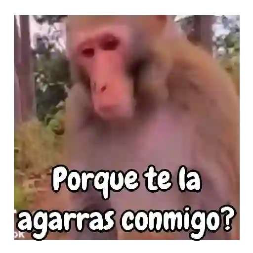 Monos traviesos 🙈💯