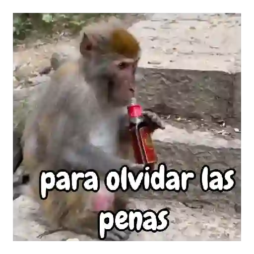 Monos traviesos 🙈💯