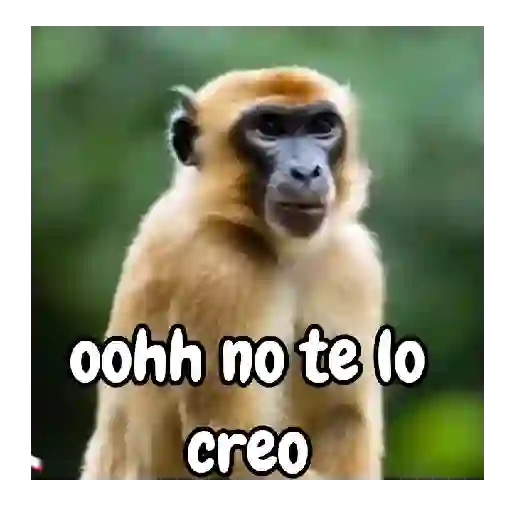 Monos traviesos 🙈💯
