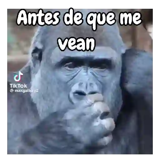 Monos traviesos 🙈💯