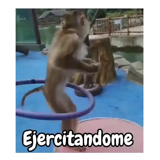 Monos traviesos 🙈💯