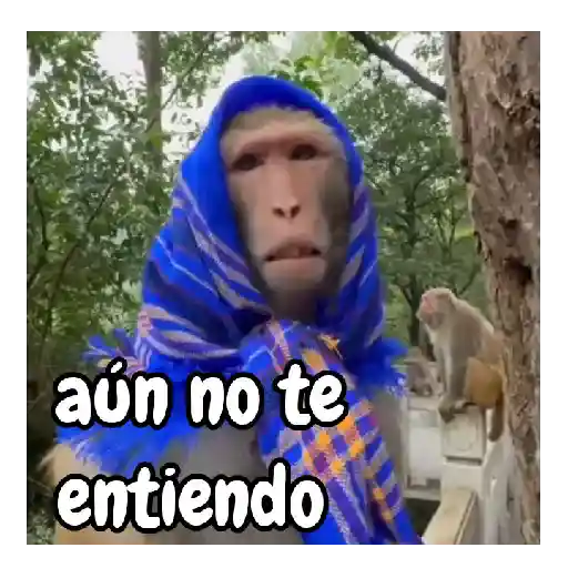 Monos traviesos 🙈💯