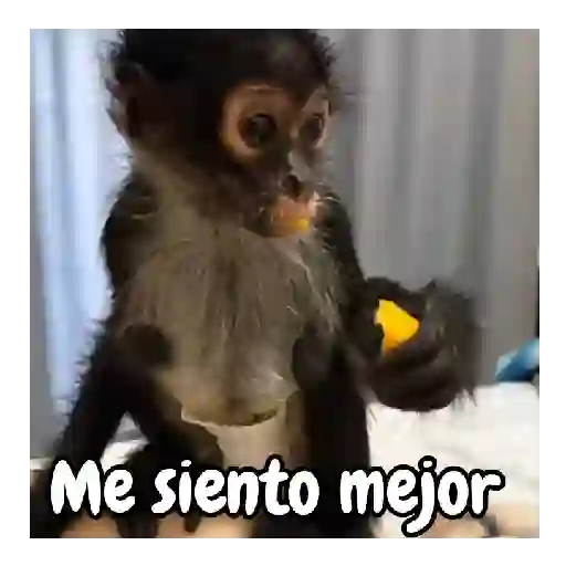 Monos traviesos 🙈💯