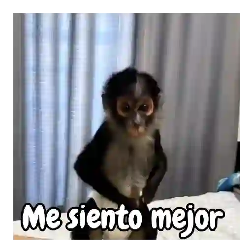 Monos traviesos 🙈💯 preview