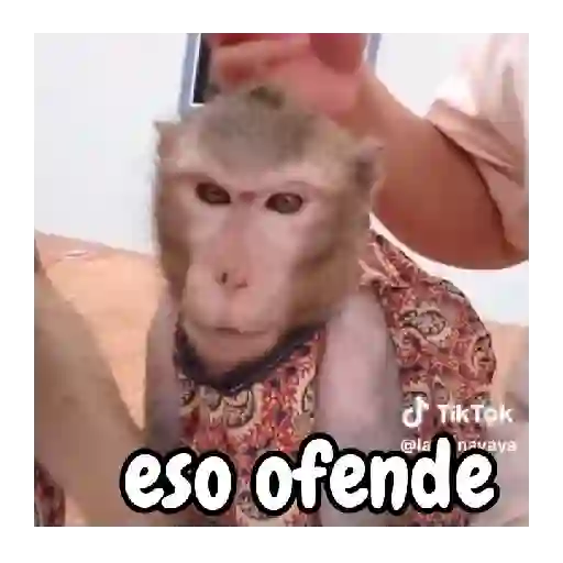 Monos traviesos 🙈💯