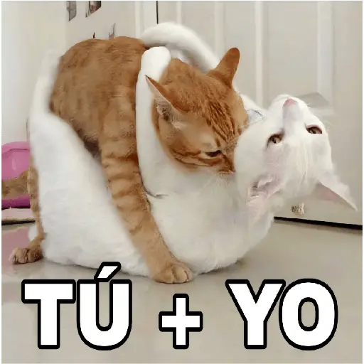 🔥𑄝GATOS HORNY/HORNY CATS𑄝🔥
