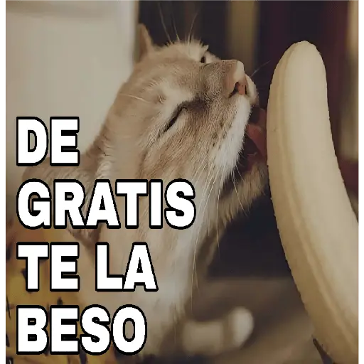 🔥𑄝GATOS HORNY/HORNY CATS𑄝🔥