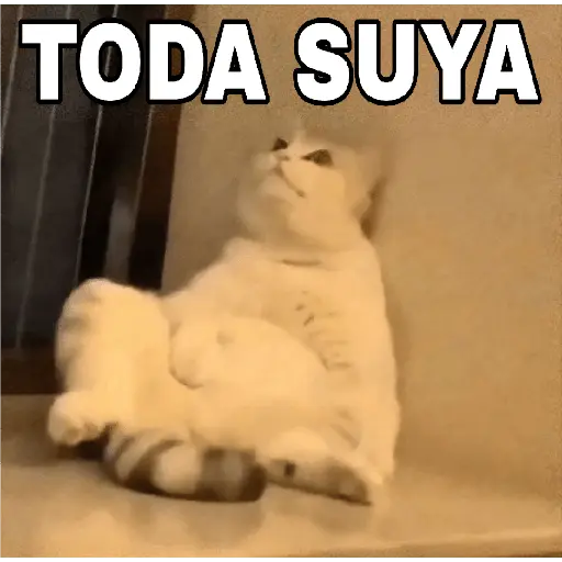 🔥𑄝GATOS HORNY/HORNY CATS𑄝🔥