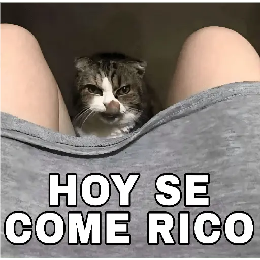 🔥𑄝GATOS HORNY/HORNY CATS𑄝🔥