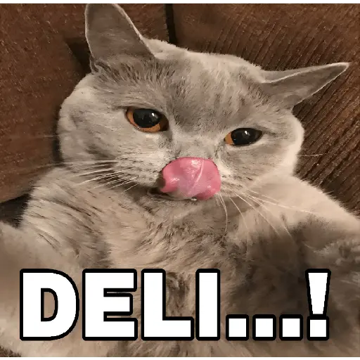 🔥𑄝GATOS HORNY/HORNY CATS𑄝🔥