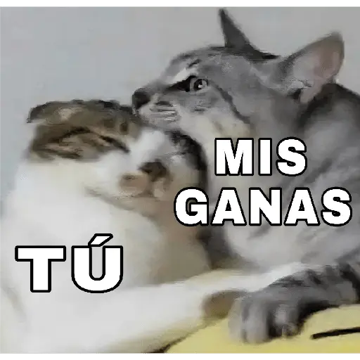 🔥𑄝GATOS HORNY/HORNY CATS𑄝🔥