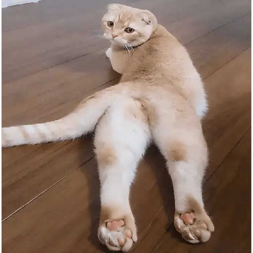 🔥𑄝GATOS HORNY/HORNY CATS𑄝🔥