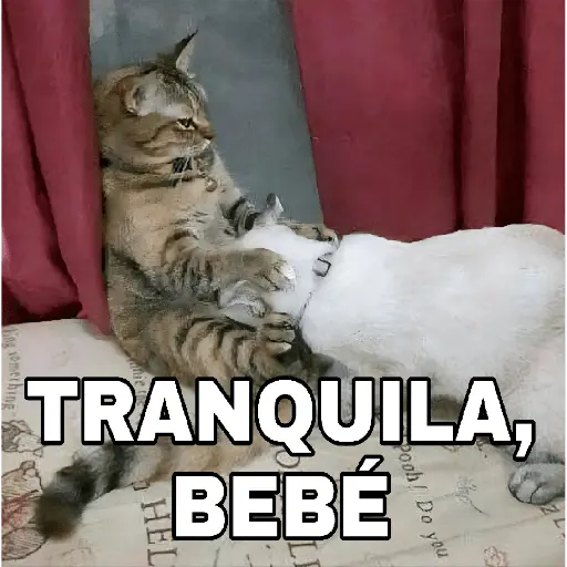 🔥𑄝GATOS HORNY/HORNY CATS𑄝🔥