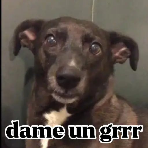 Dame un Grrr 🔥😁