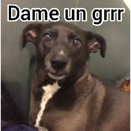 Dame un Grrr 🔥😁