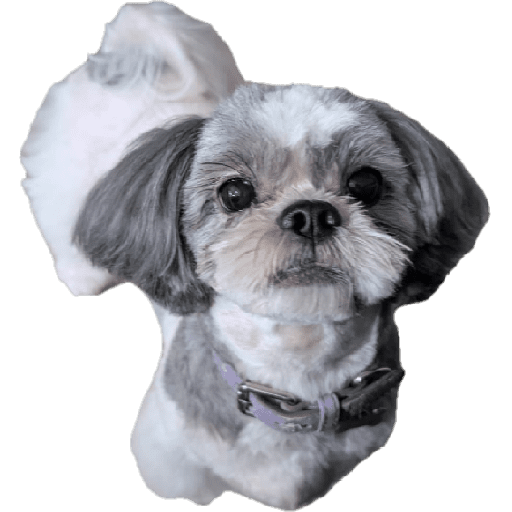 Perros preview