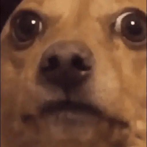 memes de perros 