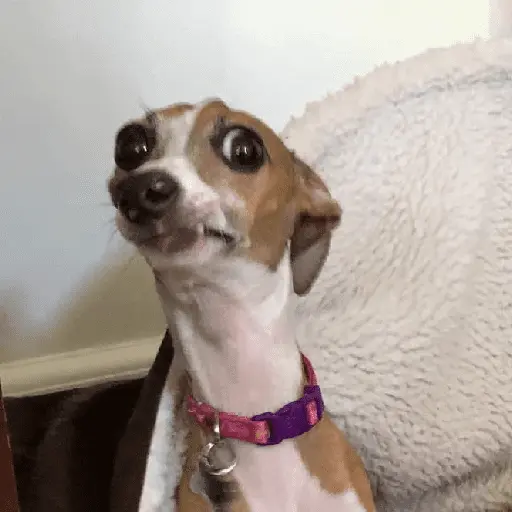 memes de perros 