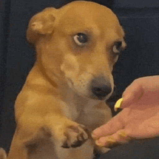 memes de perros  preview