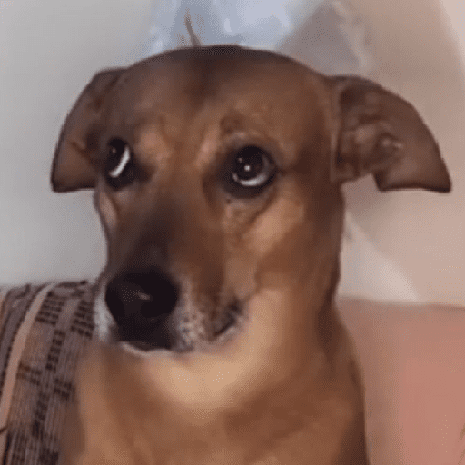 memes de perros  preview