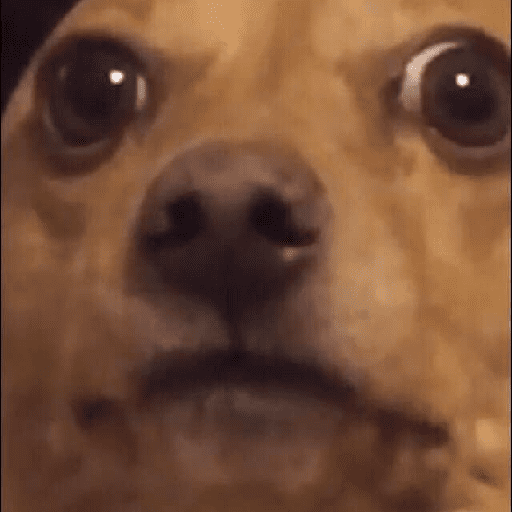 memes de perros  preview