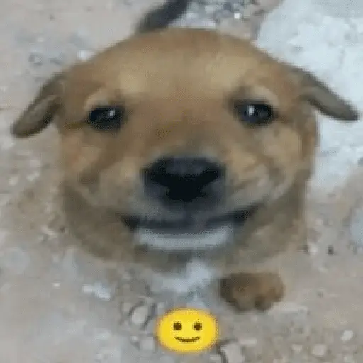 perro 🐕 